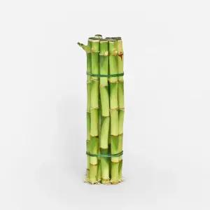 개운죽(10p) 수경 식물