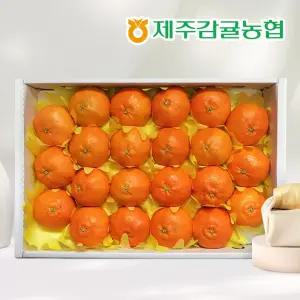 [제주바람] 제주농협 직송 레드향 선물세트 5kg(13-20과)