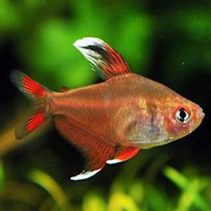 [힘찬열대어] 로지테트라 8마리