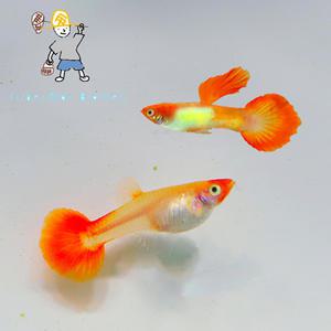 [힘찬열대어] 루티노 골든 코이 구피 1쌍