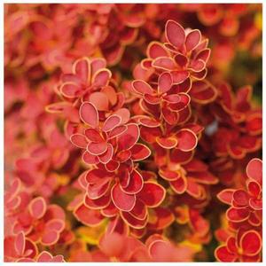 매자나무(오렌지아이스)9cm포트_(2개묶음)꽃나무/조경수/묘목/I0341