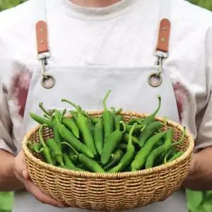 국내산 청양고추 특품 700g 1kg 2kg 땡초 매운 청양고추