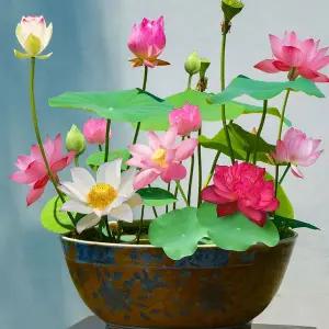 50알 수련연꽃식물씨앗 수련연꽃씨앗 연꽃 씨앗 J647