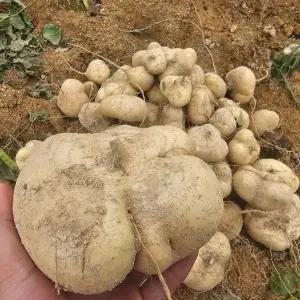 국내산100% 히카마 멕시코감자 3kg 5kg