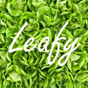 친환경 유러피안 샐러드 상추 3종 혼합 500g 1kg 2kg 무농약 유럽 채소