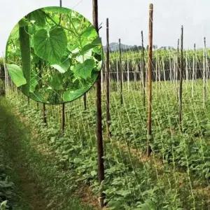 N3294 넝쿨식물 그물망 굵은 울타리망 2MX100M 오이 호박