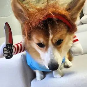 코스튬 옷 처키 S 애견 할로윈 강아지 (WFKBLH6)