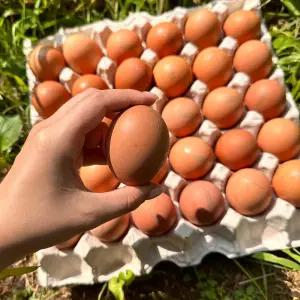 알알이 계란 무항생제 신선한 달걀 60구 왕란 특란