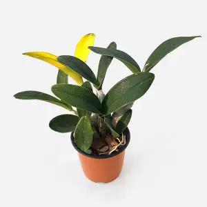 마이플랜트 황금대명석곡 소형 1개 관엽식물 난초 동양란 서양란 키우기 인테리어 식물