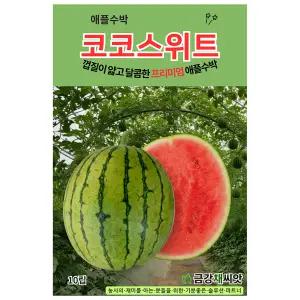 코코스위트 종자10립 애플수박