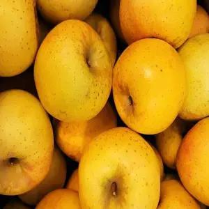 경북 청송 황금 햇 시나노골드 사과 10KG