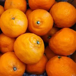 [프레쉬킹] 청정 제주 하우스 천혜향 5kg 오픈 행사가