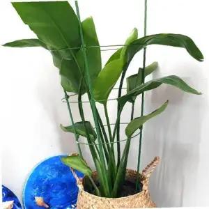 원형 화분 식물지지대 75cm 화초 원형식물