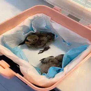 산란기 산란통 아기새 신형 번식통 부화박스 걸이형 치어케이스 간막이