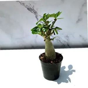 모종 바오밥 아데니움 - 석화 아데니움 사막의 장미