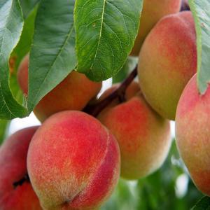 [나무의모든것]복숭아나무묘목 접목묘(경봉 백도 황도 천도 신비복숭아)