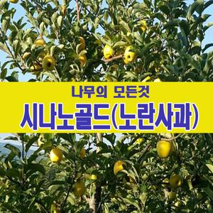 [나무의모든것]시나노골드(황금사과) 묘목 이중접목 2년생 상묘