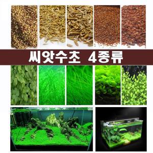 수초씨앗/수초씨/전경수초/ 잎크기S 4종류
