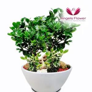 [엔젤스플라워] 인삼팬다 고급형 관엽식물 공기정화 전국 꽃배달서비스