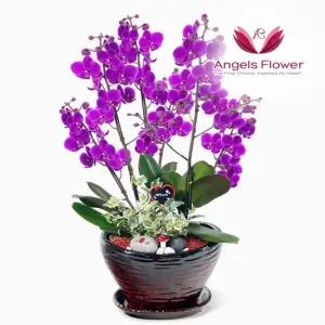 [엔젤스플라워] 만천홍 특고급형 서양란 관엽식물 전국 꽃배달서비스