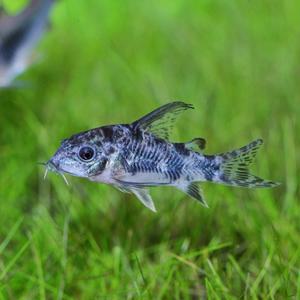 티아쿠아 열대어 코리도라스 펫퍼드 1마리