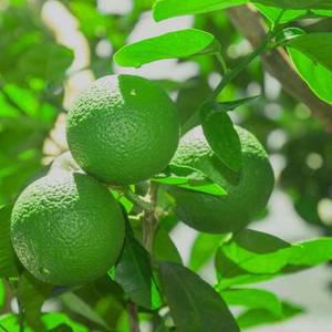 [나무팜]오렌지레몬나무 화분(키80-90cm내외/7치화분포함) 결실주 오렌지와 레몬의 교배종  열대과일식물  요리재료로 사용 관상용