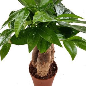 트리앤 파키라3촉  토분 외목대   공기정화 불면증 미세먼지제거식물