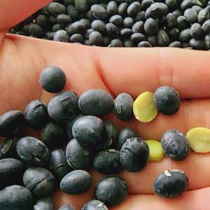 효와농장 25년 햇 서리태 검은콩 1kg