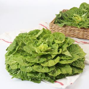 [프루미츠] 한겨울의 꽃 진도 해풍맞은 봄동 1kg