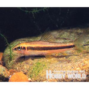 열대어 시아미즈 알지이터 4cm 내외 1마리 5마리