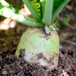 무 국내산 세척무 10kg내외 김장무 제주무 월동무 고랭지 무 가정용 업소용 초신선 식자재