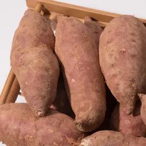 큐어링숙성 해남 밤꿀고구마 특대사이즈 300g 500g 미만) 비세척 세척 선택형