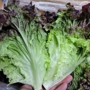 상추 꽃상추 적포기 4kg 박스 야채맘