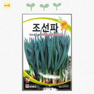 조선파 1000립 재래 토종 대파 씨앗 씨 종자