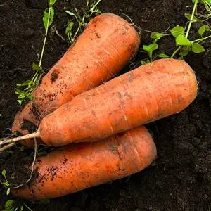 가정용 당근 못난이 쥬스용 5kg (혼합과)