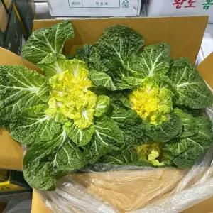 국내산 봄동 배추 5kg 10kg 업소용