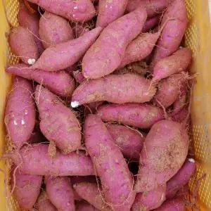 해남꿀고구마 산지직송 비세척 10kg