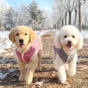 강아지 김장 조끼 고양이 수면옷 할머니 할매 실내복 반려견 겨울 커플룩 애견 겨울 촌캉스