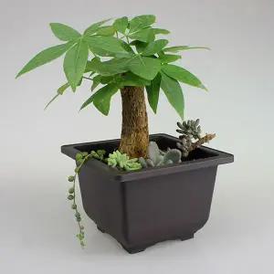 다육이 사각화분 미니 다크닉사각화분 1717트레이