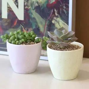 단체수업 화분 마사토 다육이키우기 DIY세트 씨앗 체험학습 유치원 보육센터 모종