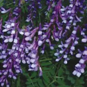 작물종자 덩굴식물씨앗 덩굴작물씨앗 헤어리베치 700g (WFKBY68)