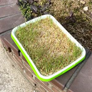 새싹 씨앗 식물재배기 트레이