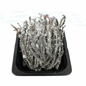 바다미끼 염장갯지렁이 60g낚시용미끼 바다선상 갯바위