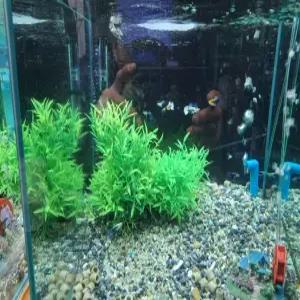 저먼 화이트,모스크 블루 구피