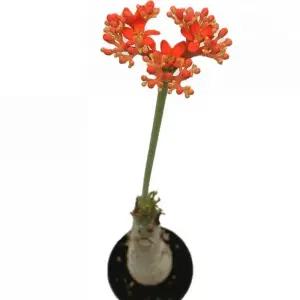 베하몰 실내 화초 자트로파 약40cm원예 장식 식물 용식물 인테리어 인테리어용 자식물 자키우기