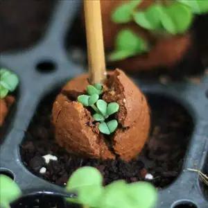 [알티피아]씨앗 발화 흙공 새싹 재배 실내 식물 키우기 가정용