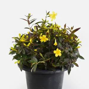 마이플랜트 개나리 자스민 중형 1개 꽃모종 야생화 캐롤라이나 자스민 인테리어 식물