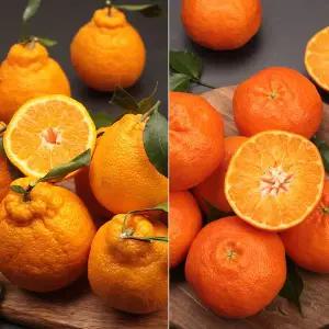 [하프클럽/귤로장생]제주농협 귤로장생 한라봉 2.5kg+레드향 2.5kg