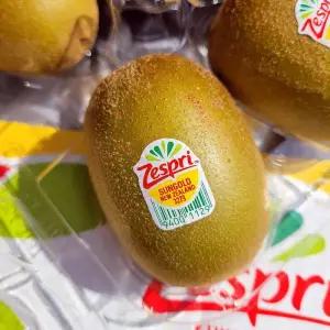 정품 제주 제스프리 골드키위 1.3kg 10과 특대과 골든키위 제주골드키위 제주키위 제