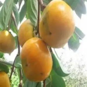 감나무(조추단감)_접목1년(뿌리묘)유실수/정원수/묘목/K0017